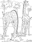 Giraffe coloring page