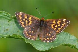 Attēlu rezultāti vaicājumam “Riodinidae”