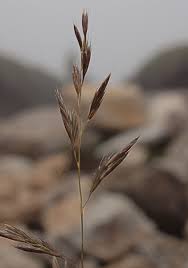 Attēlu rezultāti vaicājumam “Festuca rubra subsp. rubra fruit”