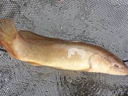 Image result for Amia calva