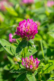 Attēlu rezultāti vaicājumam “Trifolium pratense flower”