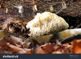 Attēlu rezultāti vaicājumam “Antrodia albida”