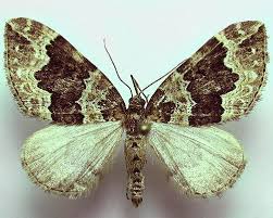 Attēlu rezultāti vaicājumam “Lampropteryx suffumata”