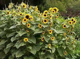Attēlu rezultāti vaicājumam “Helianthus annuus flower”