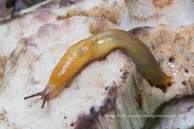 Attēlu rezultāti vaicājumam “Malacolimax tenellus”