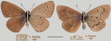 Attēlu rezultāti vaicājumam “Agrodiaetus amandus female”
