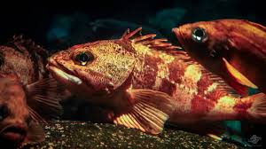 Image result for Sebastes fasciatus