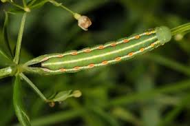 Attēlu rezultāti vaicājumam “Geocrypta galii larva”