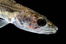 Image result for Sander canadensis