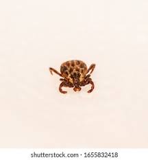 Attēlu rezultāti vaicājumam “Dermacentor reticulatus female”