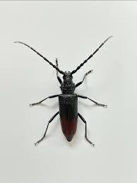 Attēlu rezultāti vaicājumam “Anogcodes melanurus”