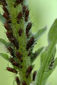 Attēlu rezultāti vaicājumam “Uroleucon cirsii”