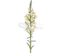 Attēlu rezultāti vaicājumam “Linaria loeselii leaf”