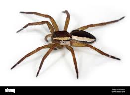 Attēlu rezultāti vaicājumam “Dolomedes fimbriatus”