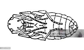 Attēlu rezultāti vaicājumam “Formica rufa pupa”