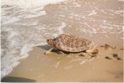 Image result for Caretta caretta