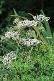Attēlu rezultāti vaicājumam “Angelica palustris flower”
