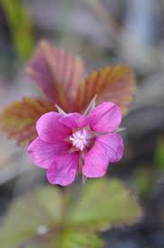 Attēlu rezultāti vaicājumam “Rubus arcticus”