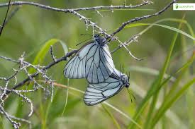 Attēlu rezultāti vaicājumam “Aporia crataegi male”