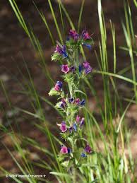 Attēlu rezultāti vaicājumam “Echium vulgare”