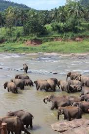 Image result for pinawella