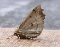 Attēlu rezultāti vaicājumam “Odontopera bidentata”