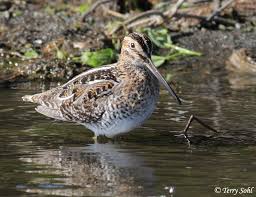 Image result for Gallinago delicata