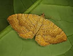 Attēlu rezultāti vaicājumam “Camptogramma bilineata”