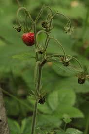 Attēlu rezultāti vaicājumam “Fragaria moschata”