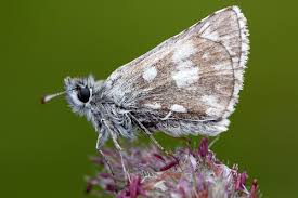 Attēlu rezultāti vaicājumam “Pyrgus serratulae upperside”