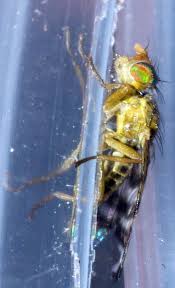 Attēlu rezultāti vaicājumam “Urophora jaceana”