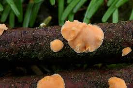 Attēlu rezultāti vaicājumam “Aleurodiscus amorphus”