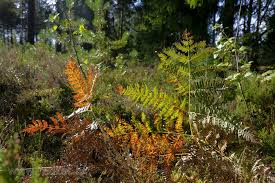 Attēlu rezultāti vaicājumam “Pteropsida”