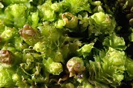 Attēlu rezultāti vaicājumam “Lophozia incisa”