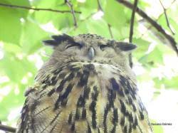 Attēlu rezultāti vaicājumam “Bubo bubo adult”