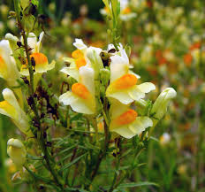 Image result for Linaria vulgaris