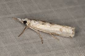 Attēlu rezultāti vaicājumam “Crambus heringiellus”