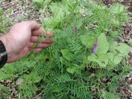 Attēlu rezultāti vaicājumam “Vicia cracca bud”