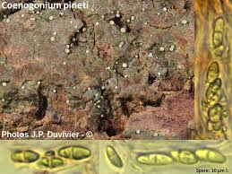 Attēlu rezultāti vaicājumam “Coenogonium pineti”