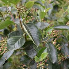 Attēlu rezultāti vaicājumam “Aronia melanocarpa leaf”