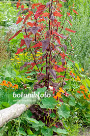 Image result for Atriplex hortensis