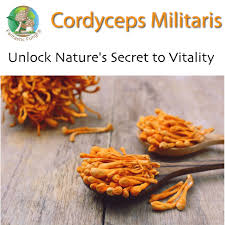 Attēlu rezultāti vaicājumam “Cordyceps militaris”