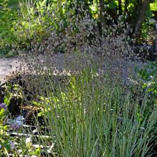 Attēlu rezultāti vaicājumam “Briza media”