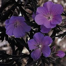 Image result for Geranium `Purple Haze`