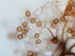 Attēlu rezultāti vaicājumam “Collaria arcyrionema”