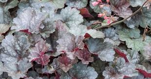 Image result for Heuchera `Swirling Fantasy`