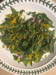 Attēlu rezultāti vaicājumam “Solidago canadensis fruit”