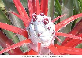 Attēlu rezultāti vaicājumam “Sylvicola sp.”