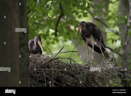 Attēlu rezultāti vaicājumam “Ciconia nigra nest”