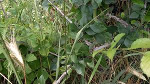 Attēlu rezultāti vaicājumam “Bromopsis inermis leaf”